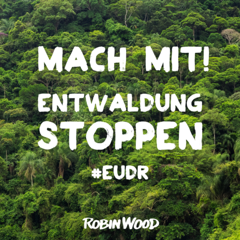 Hintergrund: Kronendach eines Waldes
Text: Mach mit! Entwaldung stoppen #EUDR
Logo: Robin Wood